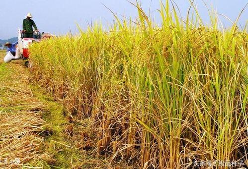 国产大米种植视频